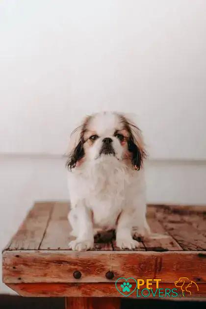 Curiosities about the Japanese Chin: Discover Their Fascinating Traits