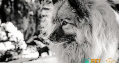 Curiosities about the Keeshond: Discover Fascinating Facts Now!