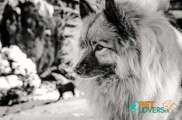 Curiosities about the Keeshond: Discover Fascinating Facts Now!