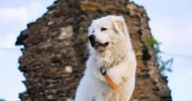 Curiosities About the Kuvasz: Discover Fascinating Facts About This Breed