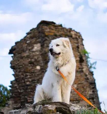 Curiosities About the Kuvasz: Discover Fascinating Facts About This Breed