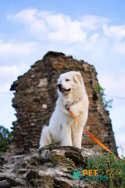 Curiosities About the Kuvasz: Discover Fascinating Facts About This Breed