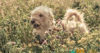 Curiosities About the Lakeland Terrier You Probably Didn't Know