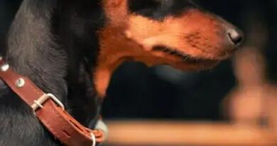 Curiosities about the Manchester Terrier: Discover Fascinating Facts