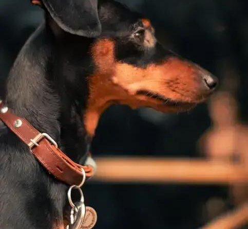 Curiosities about the Manchester Terrier: Discover Fascinating Facts