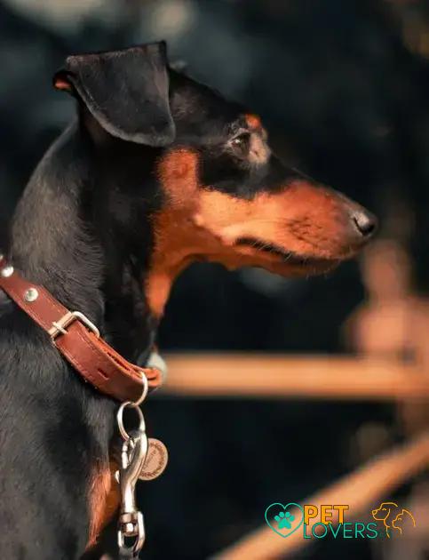 Curiosities about the Manchester Terrier: Discover Fascinating Facts