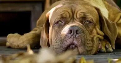 Curiosities About the Mastiff: Unveiling the Mysteries of This Majestic Breed