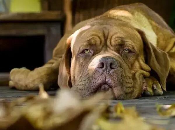 Curiosities About the Mastiff: Unveiling the Mysteries of This Majestic Breed