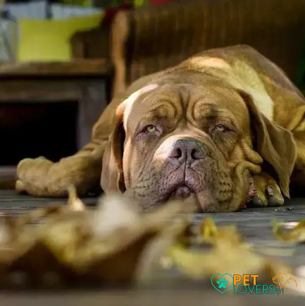 Curiosities About the Mastiff: Unveiling the Mysteries of This Majestic Breed