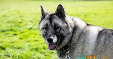 Curiosities about the Norwegian Elkhound: Discover Fascinating Facts