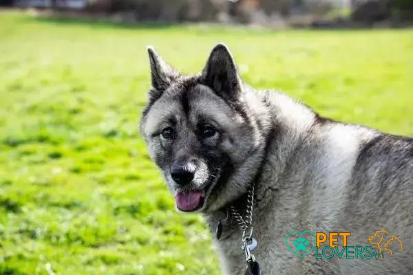 Curiosities about the Norwegian Elkhound: Discover Fascinating Facts