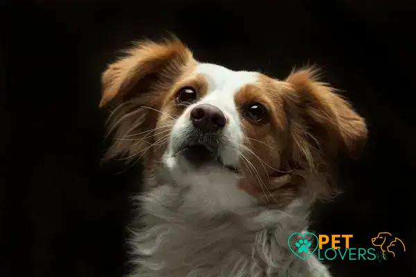 Curiosities about the Papillon: Discover Fascinating Facts and History