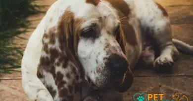 Curiosities about the Petit Basset Griffon Vendéen: Uncovering Unique Traits