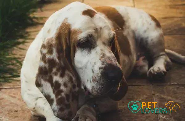 Curiosities about the Petit Basset Griffon Vendéen: Uncovering Unique Traits