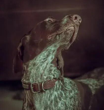 Curiosities About the Pointer: Fascinating Facts You Should Know