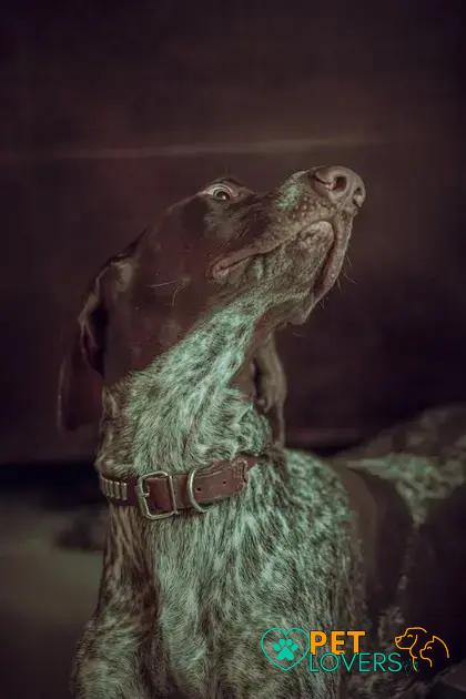 Curiosities About the Pointer: Fascinating Facts You Should Know