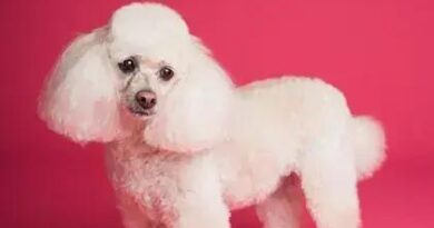 Curiosities about the Poodle: Fascinating Facts about This Elegant Breed