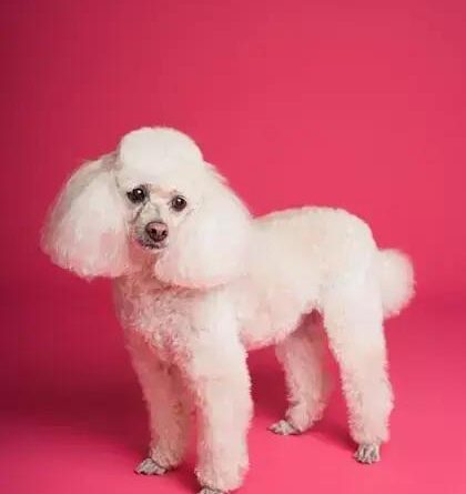 Curiosities about the Poodle: Fascinating Facts about This Elegant Breed