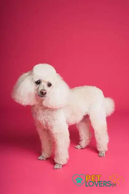 Curiosities about the Poodle: Fascinating Facts about This Elegant Breed