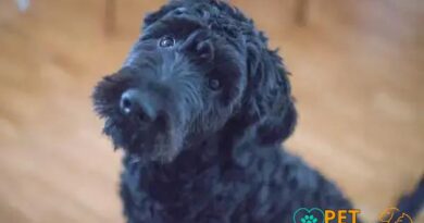 Curiosities About the Portuguese Water Dog You Must Know