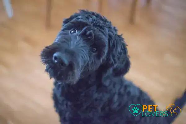 Curiosities About the Portuguese Water Dog You Must Know