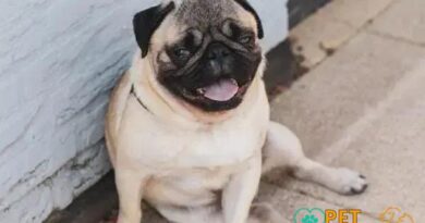 Curiosities About the Pug: Discover Fascinating Facts About This Lovable Breed