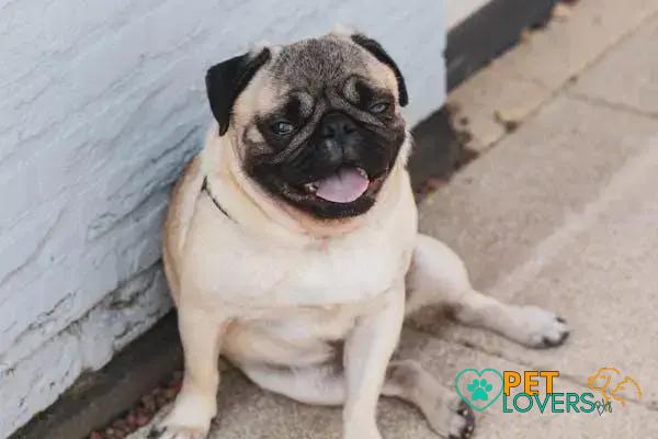 Curiosities About the Pug: Discover Fascinating Facts About This Lovable Breed