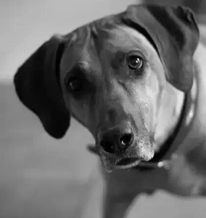 Curiosities About the Rhodesian Ridgeback: Fascinating Canine Facts