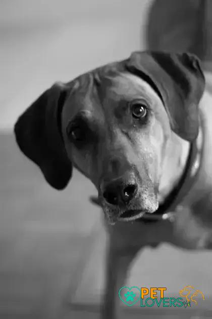 Curiosities About the Rhodesian Ridgeback: Fascinating Canine Facts