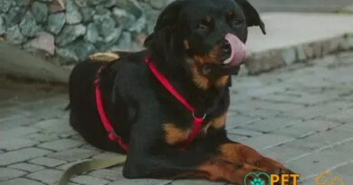 Curiosities about the Rottweiler: Discover Fascinating Facts Now!