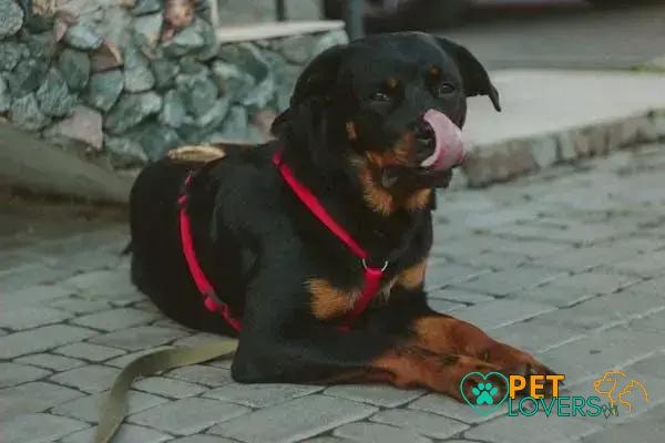 Curiosities about the Rottweiler: Discover Fascinating Facts Now!