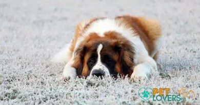 Curiosities about the Saint Bernard: Discover Amazing Facts Today