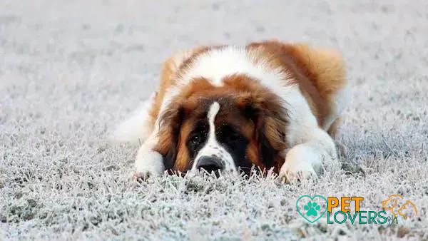 Curiosities about the Saint Bernard: Discover Amazing Facts Today