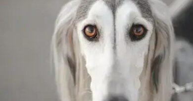 Curiosities about the Saluki: Discover Amazing Facts About This Ancient Breed