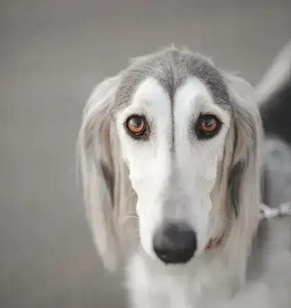 Curiosities about the Saluki: Discover Amazing Facts About This Ancient Breed