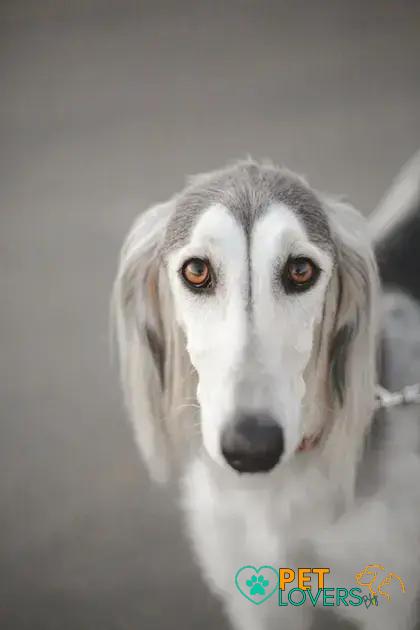 Curiosities about the Saluki: Discover Amazing Facts About This Ancient Breed