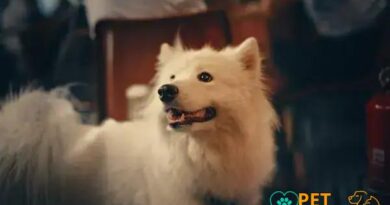 Curiosities about the Samoyed: Discover Fascinating Facts About This Breed