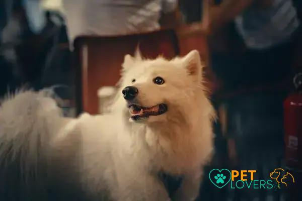 Curiosities about the Samoyed: Discover Fascinating Facts About This Breed