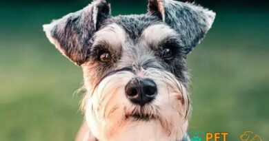 Curiosities About the Schnauzer: Discover Fascinating Facts About This Breed