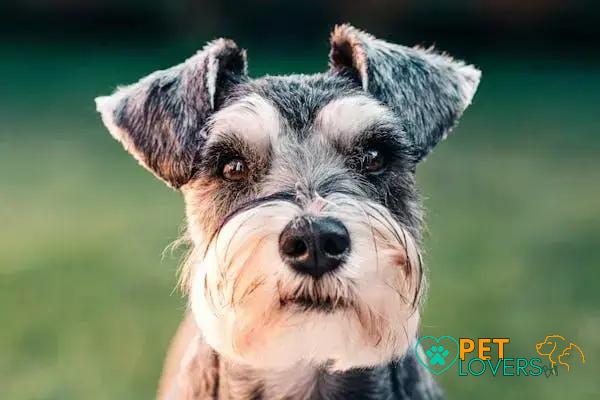 Curiosities About the Schnauzer: Discover Fascinating Facts About This Breed