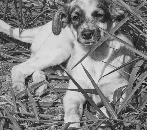 Curiosities about the Sealyham Terrier: Discover Fascinating Facts!