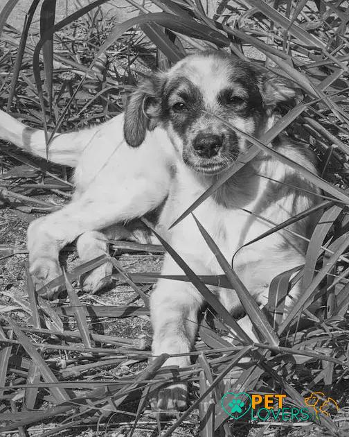 Curiosities about the Sealyham Terrier: Discover Fascinating Facts!