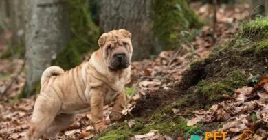 Curiosities About the Shar Pei: Discover Unique Facts Now