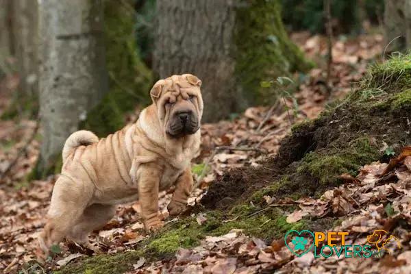 Curiosities About the Shar Pei: Discover Unique Facts Now