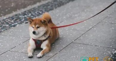 Curiosities about the Shiba Inu: Discover Fun Facts About This Adorable Breed