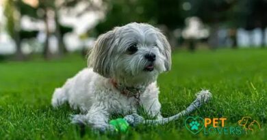 Curiosities About the Shih Tzu: 10 Fun Facts You Must Know