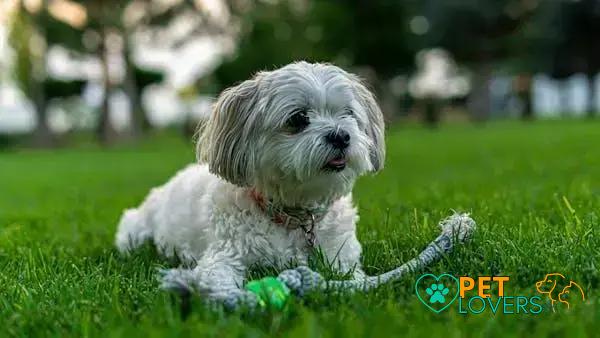 Curiosities About the Shih Tzu: 10 Fun Facts You Must Know