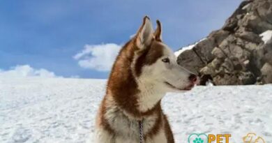 Curiosities about the Siberian Husky: Unveil Their Mysteries