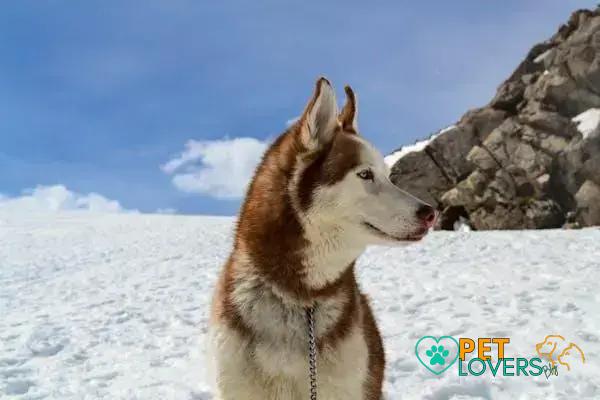 Curiosities about the Siberian Husky: Unveil Their Mysteries