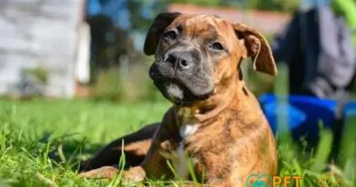 Curiosities about the Staffordshire Bull Terrier You Need to Know